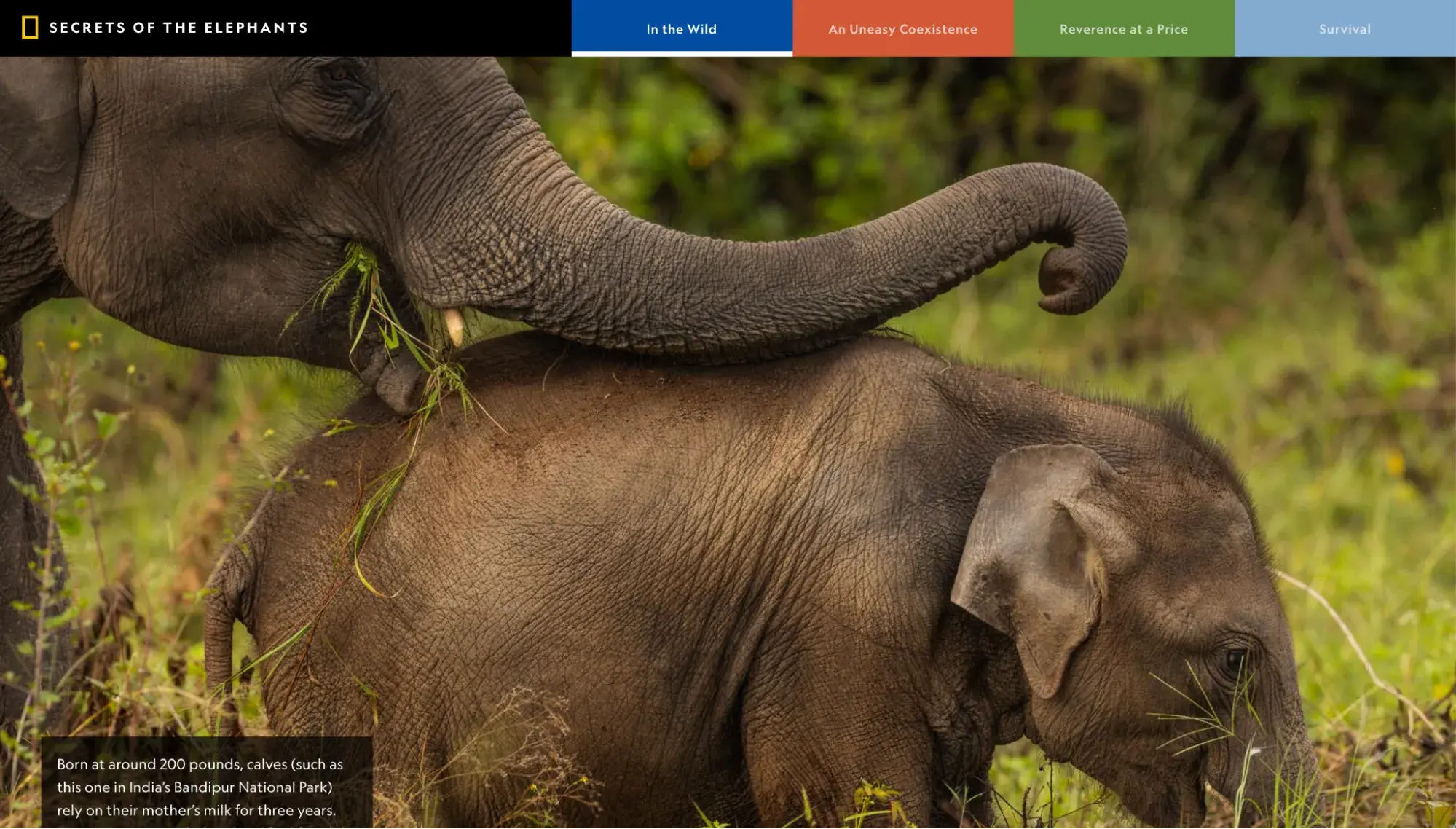 best website designs, secrets of the elephants, best writing (editorial)  webby winner